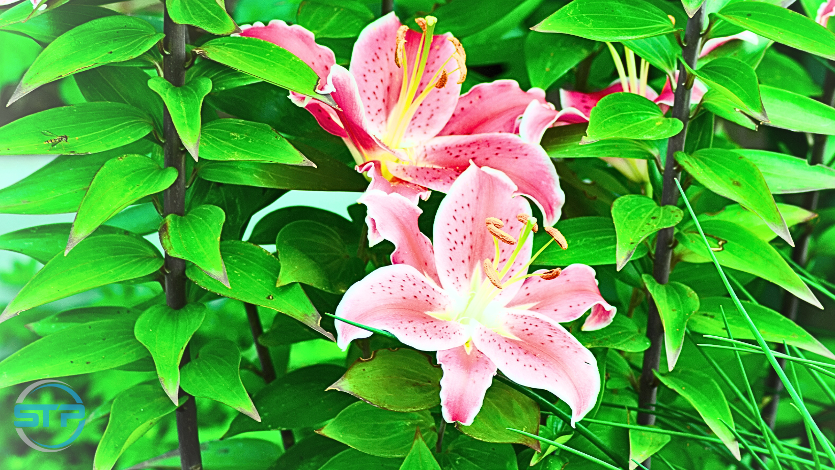 Hoa lily hay còn gọi là hoa loa kèn